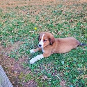 Meet your Posher, Bruce